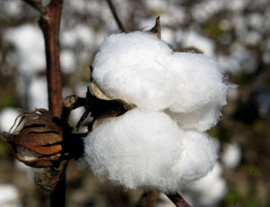 Raw Cotton Exporters