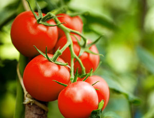 Tomato Exporters