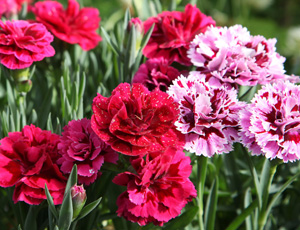 Carnation Exporters