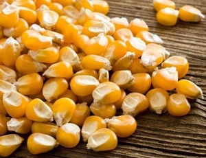 Maize seed Exporters