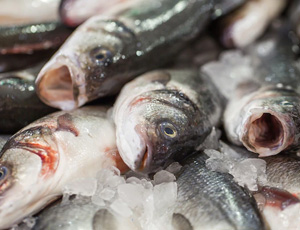 Chilled fish Exporters