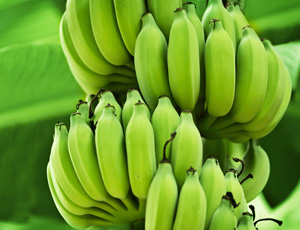 Green Banana Exporters