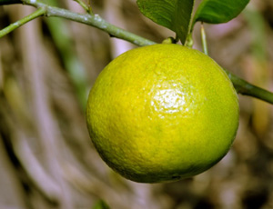 Sweet lime Exporters