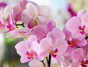 Orchids Exporters