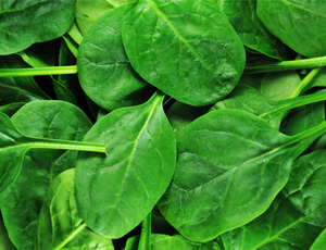 Spinach Exporters